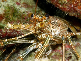 46 Spotted Lobster IMG 3755